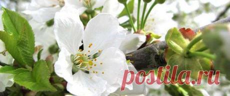 Вишневое дерево является частью провансальского пейзажа. Оно распространено в районе местечка Апт в горном массиве Люберон. Цвета вишневого дерева меняются в зависимости от времени года, что делает его источником вдохновения для художников: белоснежное весной, ярко-красное летом и светло-зеленое осенью. Этой коллекцией ароматов и средств для ванны и тела L'OCCITANE воспевает поэтическую красоту вишневого дерева и его нежные женственные цветки в первые дни весны. Выпускаемые компанией продукты вы