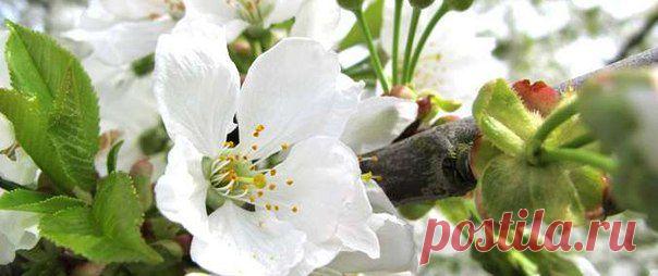 Вишневое дерево является частью провансальского пейзажа. Оно распространено в районе местечка Апт в горном массиве Люберон. Цвета вишневого дерева меняются в зависимости от времени года, что делает его источником вдохновения для художников: белоснежное весной, ярко-красное летом и светло-зеленое осенью. Этой коллекцией ароматов и средств для ванны и тела L'OCCITANE воспевает поэтическую красоту вишневого дерева и его нежные женственные цветки в первые дни весны. Выпускаемые компанией продукты вы