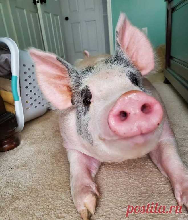 Вместо того, чтобы усыпить поросёнка с тремором, девушка решила спасти его