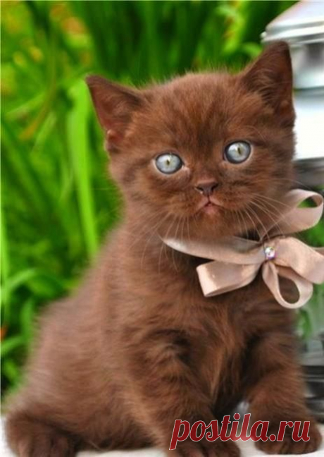 Kittens have sharp little teeth and claws. Unfortunately they can’t differentiate between climbing the lovely cat tree you bought for them and climbing the drapes, couch, or your leg. And kitten teeth might miss the toy you’re playing with and chomp down on your hand.
