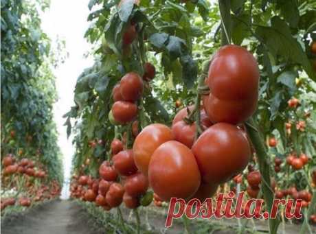 ХОТИТЕ  ПОЛУЧАТЬ  ПО  2  ВЕДРА  ТОМАТОВ  С  КУСТА?(54) Одноклассники