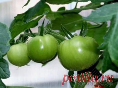 Как добиться высокого урожая томатов при выращивании в теплицах?