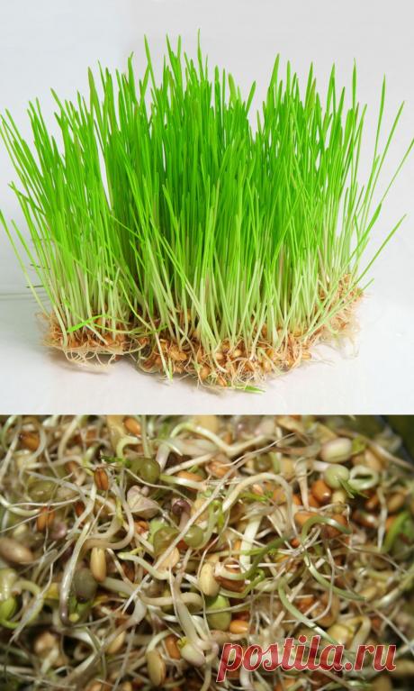 Пророщенное зерно – альтернатива поливитаминам