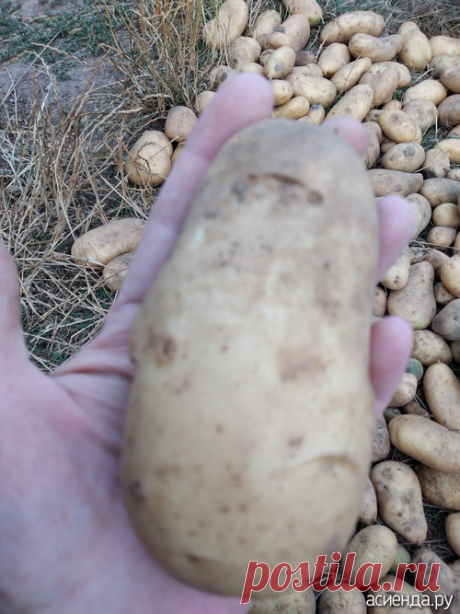 Картофель "Лапоть"- полный восторг!: Дневник пользователя Васильева68