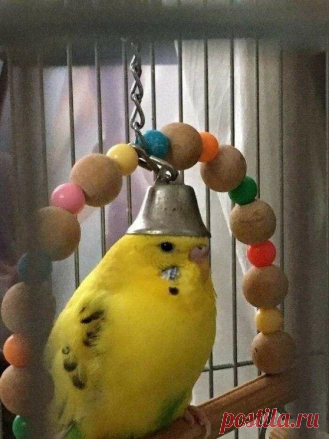 17 животных, которые ведут себя непредсказуемо, чем веселят, но и немного настораживают