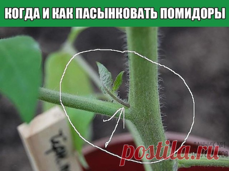 КОГДА И КАК ПАСЫНКОВАТЬ ПОМИДОРЫ
Пасынки – это все боковые побеги. Они растут из пазух  листьев. Чтобы не путать пасынки с листьями, внимательно посмотрите на куст. Пасынки  растут на голом стебле. Вначале растет лист, а уж потом из пазухи листа (между листом и основным стеблем) появляется побег – пасынок, который постоянно растет. На нем появляются новые листочки и «свои собственные» пасынки   2-го порядка.  Куст начинает ветвиться
Что же выламывать, а что оставлять на ку...