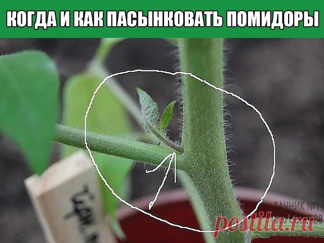 КОГДА И КАК ПАСЫНКОВАТЬ ПОМИДОРЫ
Пасынки – это все боковые побеги. Они растут из пазух  листьев. Чтобы не путать пасынки с листьями, внимательно посмотрите на куст. Пасынки  растут на голом стебле. Вначале растет лист, а уж потом из пазухи листа (между листом и основным стеблем) появляется побег – пасынок, который постоянно растет. На нем появляются новые листочки и «свои собственные» пасынки   2-го порядка.  Куст начинает ветвиться
Что же выламывать, а что оставлять на ку...