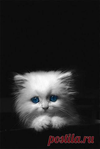 Приложение "Открытки"
Елена Кропылёва (Сидорина)