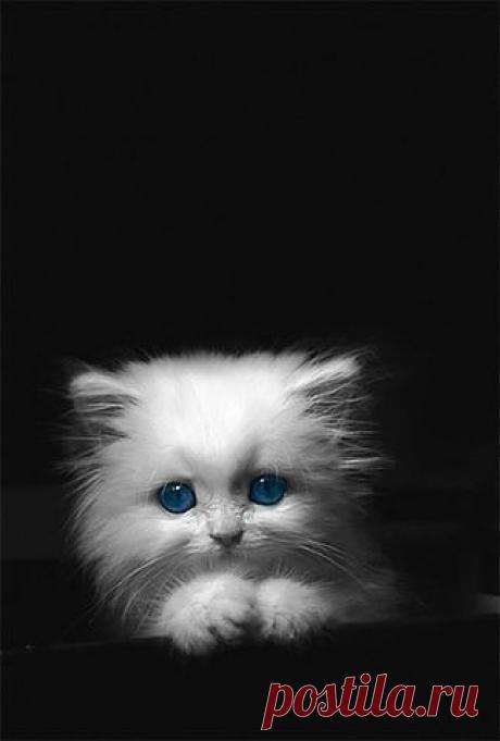 Приложение &quot;Открытки&quot;
Елена Кропылёва (Сидорина)