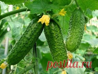 Уловки хитрецов ради вкусных огурцов