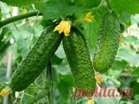 Уловки хитрецов ради вкусных огурцов
