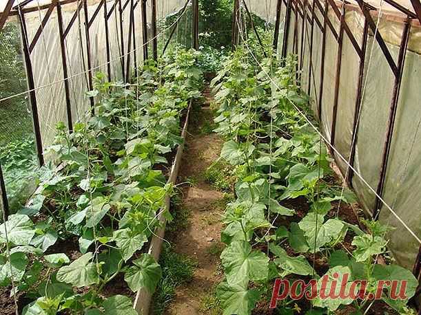 Угостите уксусом