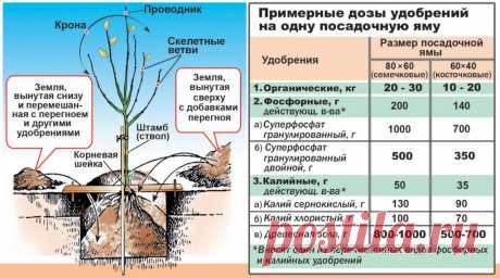 Яблоня Ола: описание сорта, отзывы и фото в ландшафтном дизайне