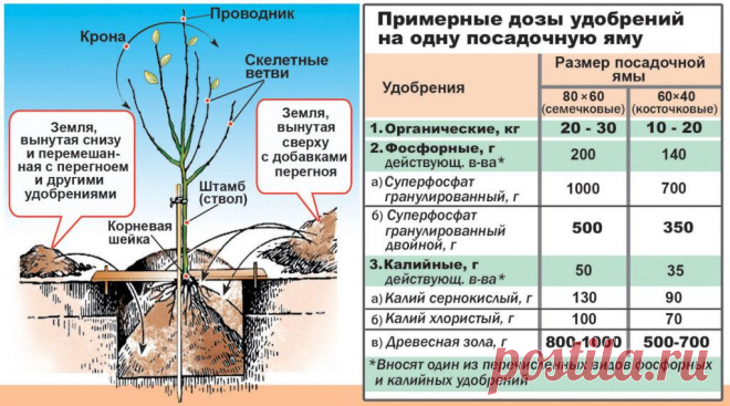 Яблоня Ола: описание сорта, отзывы и фото в ландшафтном дизайне