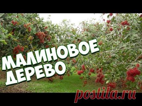 Штамбовая малина и малиновое дерево🌱Особенности выращивания🌱Уход
