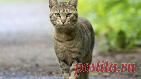 Шашлыки для Друзей | Animals | Яндекс Дзен