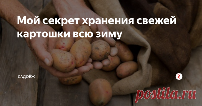 Мой секрет хранения свежей картошки всю зиму Чтобы картофель хорошо хранился всю зиму, оставался свежим и крепким, не пророс, не стал дряблым, положите в ящик с картошкой...