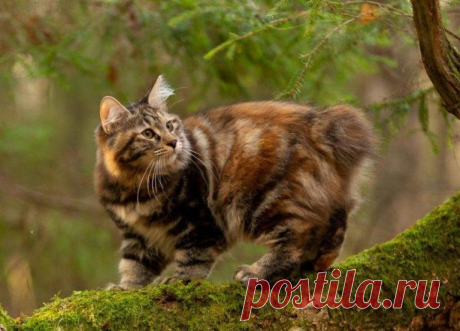 Бобтейл: Бесхвостый кот с жаждой приключений. Порода, которую нужно выгуливать, как собак! | Книга животных | Яндекс Дзен