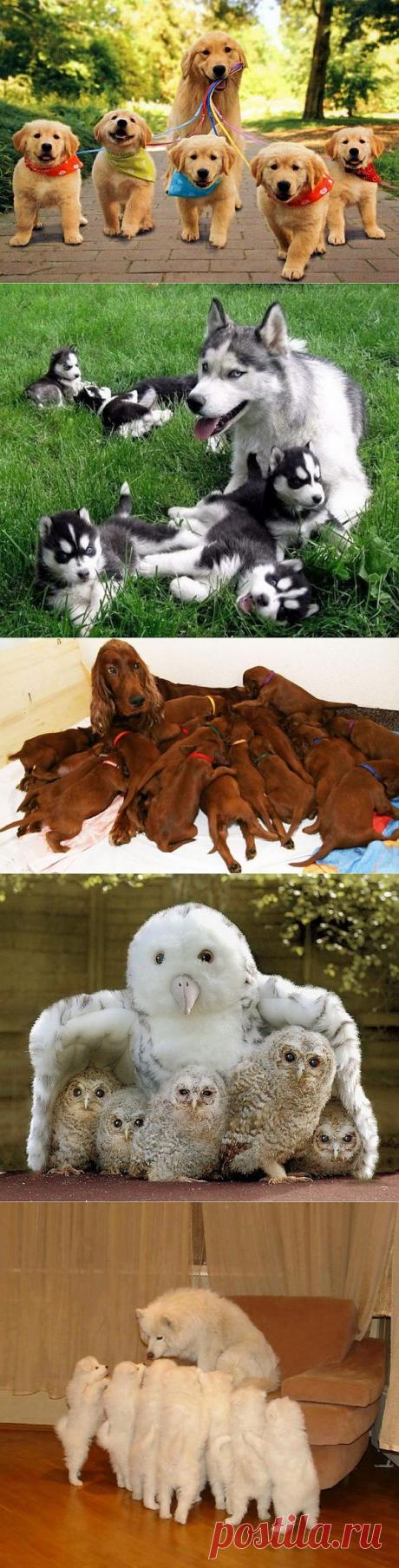 Мамы-героини животного мира