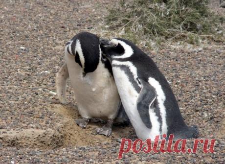 Пунта Томбо - место обитания магеллановых пингвинов
