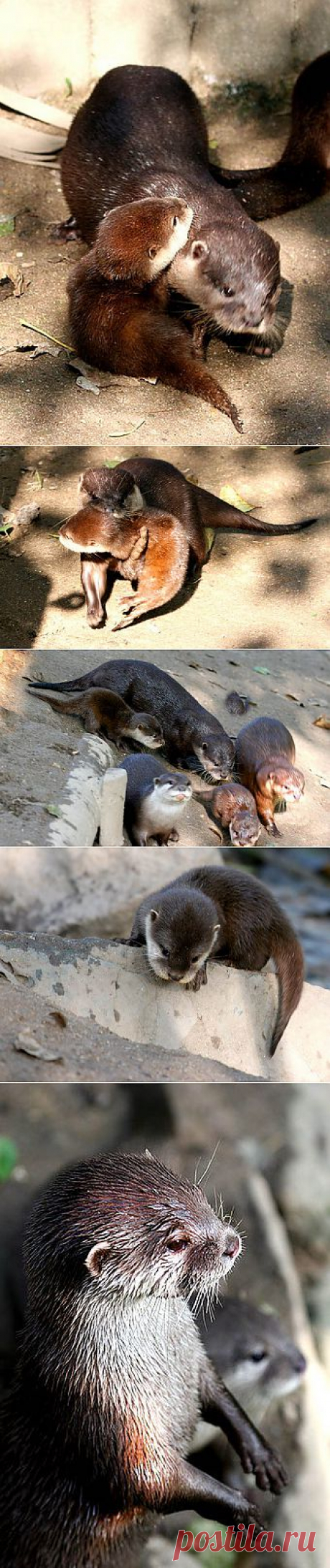 Животный мир, Выдры и их детишки, otters, Дети, мед, , basik.ru