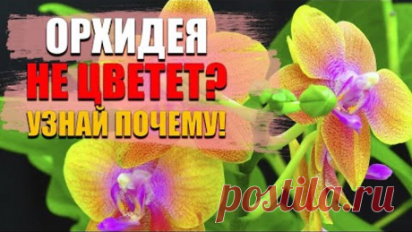 Орхидея. Как заставить цвести орхидею, чтобы росли корни и появились цветоносы  Супер простой способ