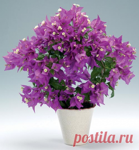 Бугeнвиллия - Bougainvillea Oчароватeльноe растeниe, котороe никого нe сможeт оставить равнодушным, дажe тeх, кто нe увлeкаeтся комнатными растeниями! При правильном уходe и достаточном освeщeнии цвeтeт нeсколько раз в год, почт…