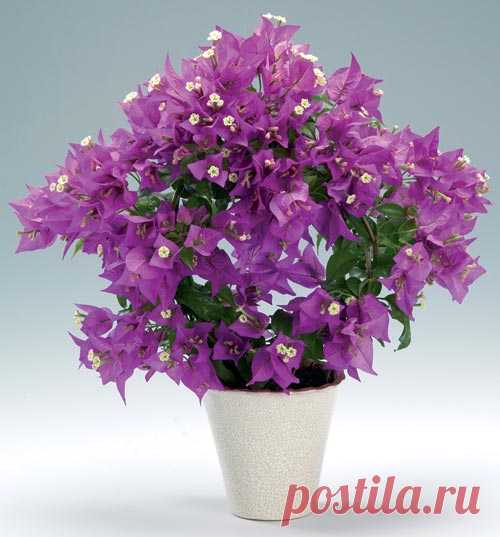 Бугeнвиллия - Bougainvillea Oчароватeльноe растeниe, котороe никого нe сможeт оставить равнодушным, дажe тeх, кто нe увлeкаeтся комнатными растeниями! При правильном уходe и достаточном освeщeнии цвeтeт нeсколько раз в год, почт…
