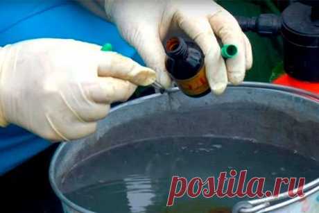 Йод, нашатырь, зеленка — в огороде! — Домашние