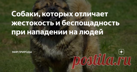 Собаки, которых отличает жестокость и беспощадность при нападении на людей Собаки нападают на людей с завидным постоянством. Это обусловлено разными обстоятельствами. Некоторые питомцы, при этом, не поддаются эмоциям, другие же напротив, отличаются беспощадностью и жестокостью, и буквально идут до последнего, причиняя максимум повреждений своему противнику.
Это действительно очень опасная собака, которую будет отличать жестокость и беспощадность при нападении на людей.