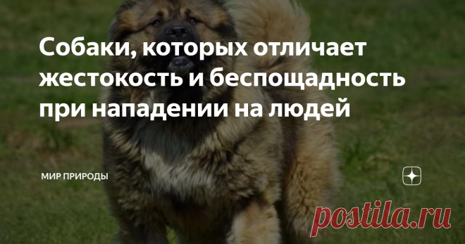 Собаки, которых отличает жестокость и беспощадность при нападении на людей Собаки нападают на людей с завидным постоянством. Это обусловлено разными обстоятельствами. Некоторые питомцы, при этом, не поддаются эмоциям, другие же напротив, отличаются беспощадностью и жестокостью, и буквально идут до последнего, причиняя максимум повреждений своему противнику.
Это действительно очень опасная собака, которую будет отличать жестокость и беспощадность при нападении на людей.