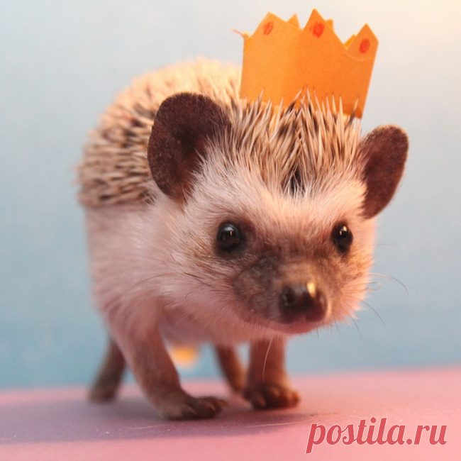 14 фотографий о том, как выглядит ежовая радость - ми-ми-ми-шный пост