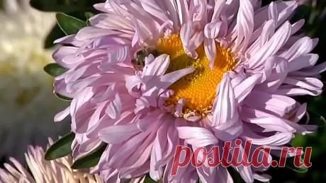 Как ускорить цветение георгин!