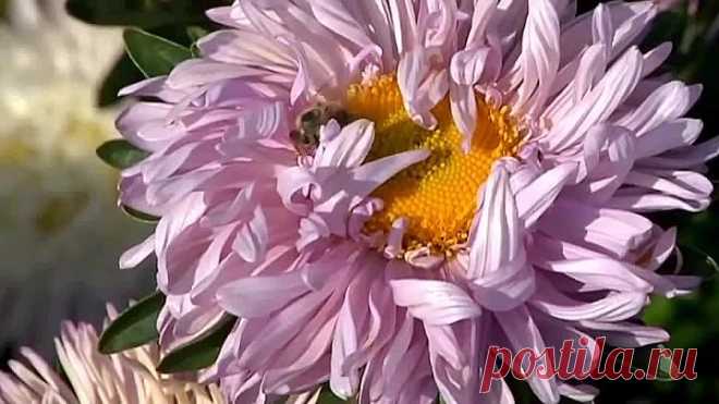 Как ускорить цветение георгин!