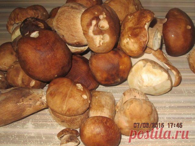 Как сушить грибы