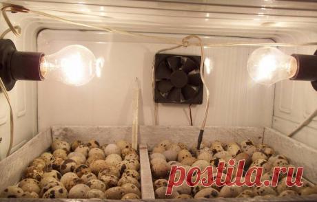 Инкубатор своими руками: самодельный из холодильника, как сделать из пенопласта, устройство с автоматическим переворотом яиц