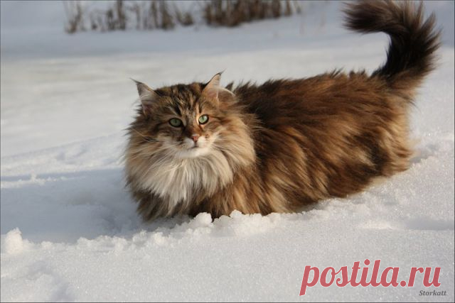 Норвежская лесная. Настоящий кот