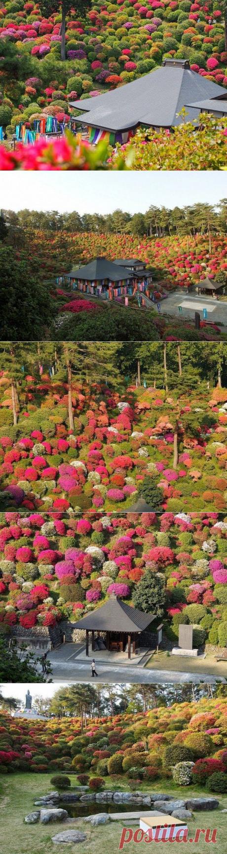 Храм в азалиях / Туристический спутник