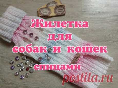 Жилетка спицами для собак и кошек