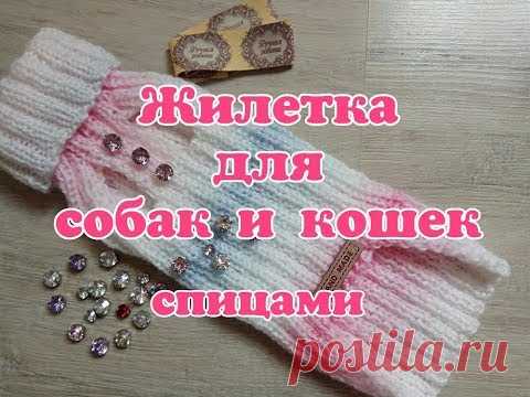Жилетка спицами для собак и кошек