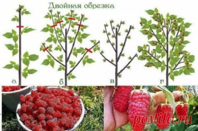 Урожайная обрезка малины по Соболеву — Домашний уют