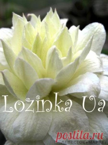 Клематис "Люси Лемуан" - Вьющиеся, лианы - Саженцы - Украинский интернет-магазин эксклюзивных подарков, цветов, семян и саженцев "Лепесток - Маркет"
