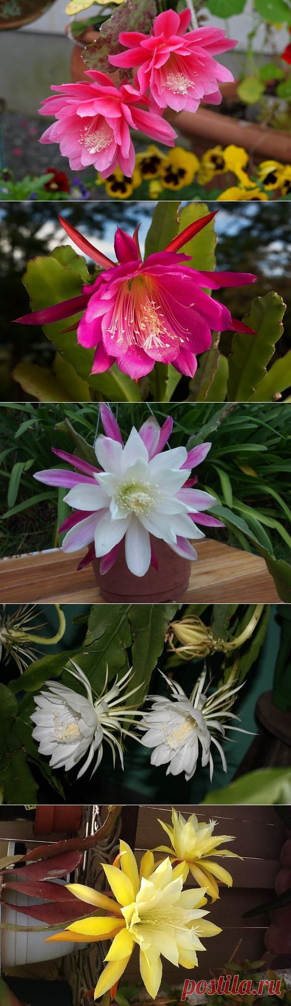 Как ухаживать за эпифиллумом в домашних условиях