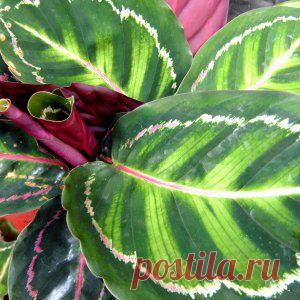 Усадьба | Цветы в доме : Калатея гниет – что делать?