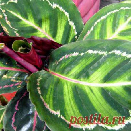 Усадьба | Цветы в доме : Калатея гниет – что делать?