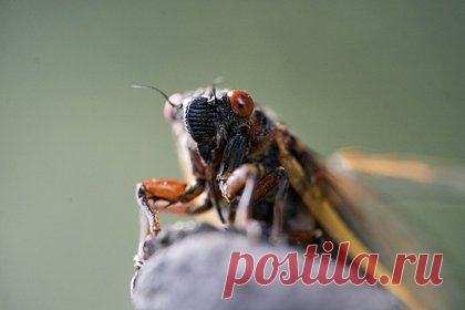 Разработан вдохновленный цикадами метод борьбы с бактериями. Ученые Университета штата Нью-Йорк в Стони-Бруке разработали метод борьбы с бактериальными инфекциями, вдохновленный противомикробным механизмом цикад. Это позволит создать новые материалы с изначально антибактериальной поверхностью, которые будут более эффективными, чем современные химические средства обработки.