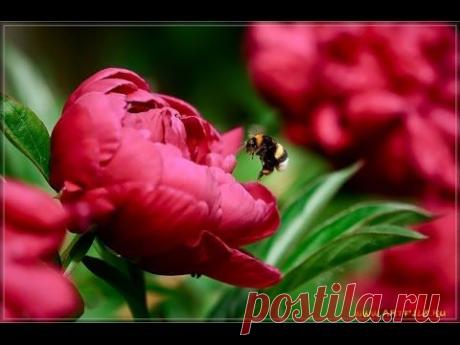 Вальс цветов в моём саду./Waltz of the flowers in my garden.