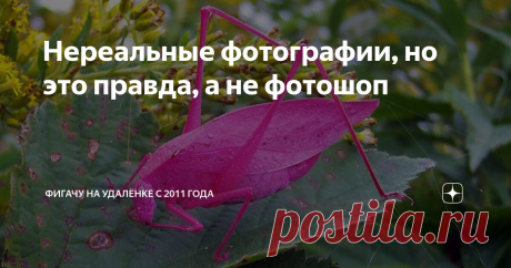 Нереальные фотографии, но это правда, а не фотошоп Статья автора «Фигачу на удалёнке с 2011 года» в Дзене ✍: Иногда природа создаёт такие шедевры, что они кажутся невозможными в реальности. Но… кто мы такие, чтобы спорить с природой?