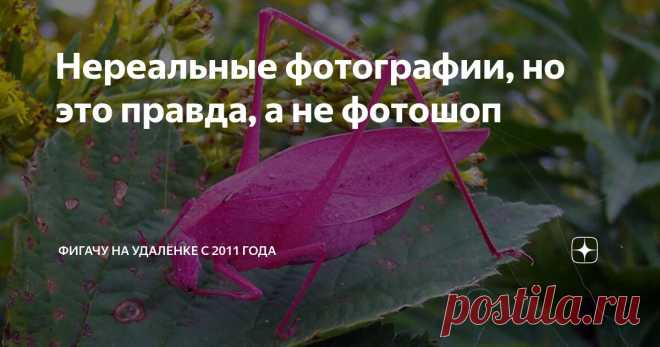 Нереальные фотографии, но это правда, а не фотошоп Статья автора «Фигачу на удалёнке с 2011 года» в Дзене ✍: Иногда природа создаёт такие шедевры, что они кажутся невозможными в реальности. Но… кто мы такие, чтобы спорить с природой?