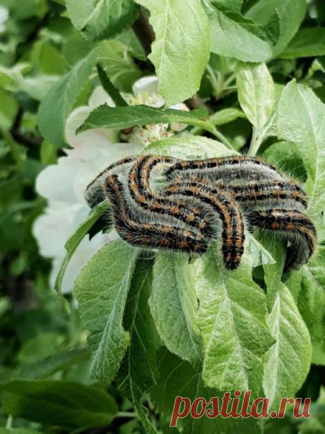 КАК БОРОТЬСЯ С ГУСЕНИЦАМИ В САДУ... 
 
С гусеницами на растениях справиться очень просто, достаточно создать невыносимые условия для питания. 

Опудривание древесной золой создаёт абразивный слой на листьях, который приходится не по вкусу гусеницам и личинкам, кроме того древесная зола подавляет развитие грибковых заболеваний, являясь по факту слабеньким контактным фунгицидом.

Опрыскивание раствором табачного мыла снижает привлекательность поедаемого листа из за запаха и ...